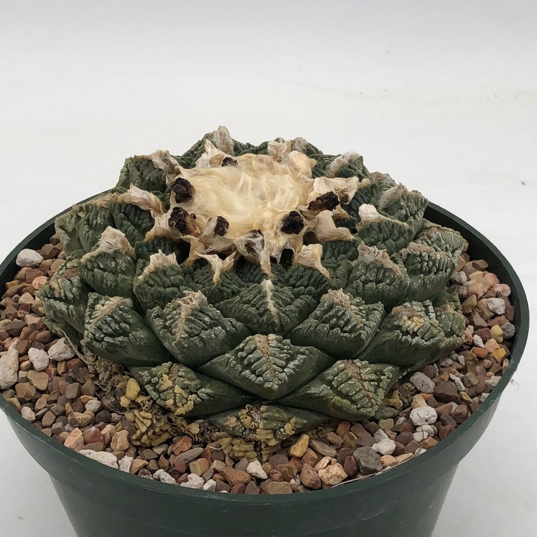 198. Cactus ario hybr (fiss x ret, f2) (grafted) - AbuMaizar Dental Roots  Clinic