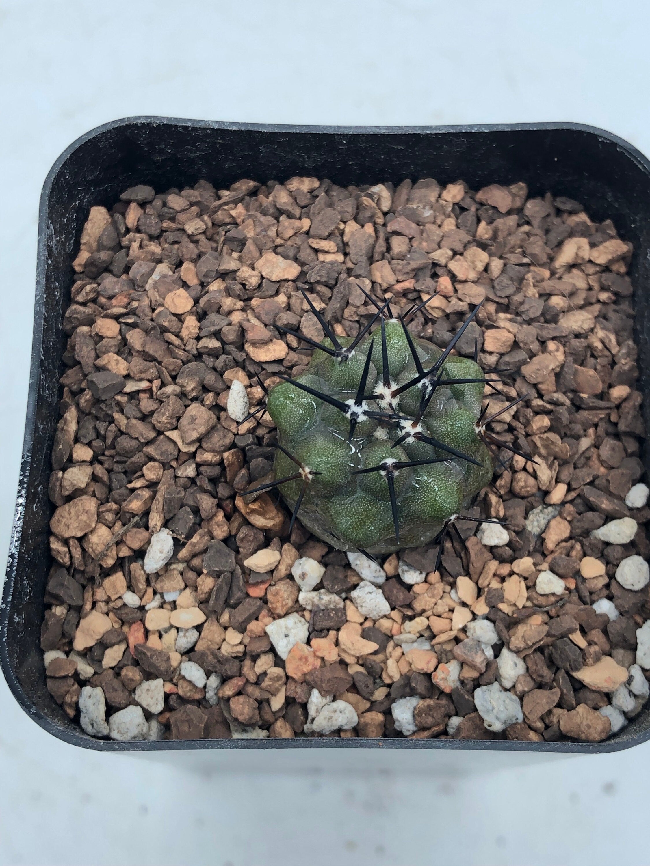 copiapoa cinerea – Radiant Cactus