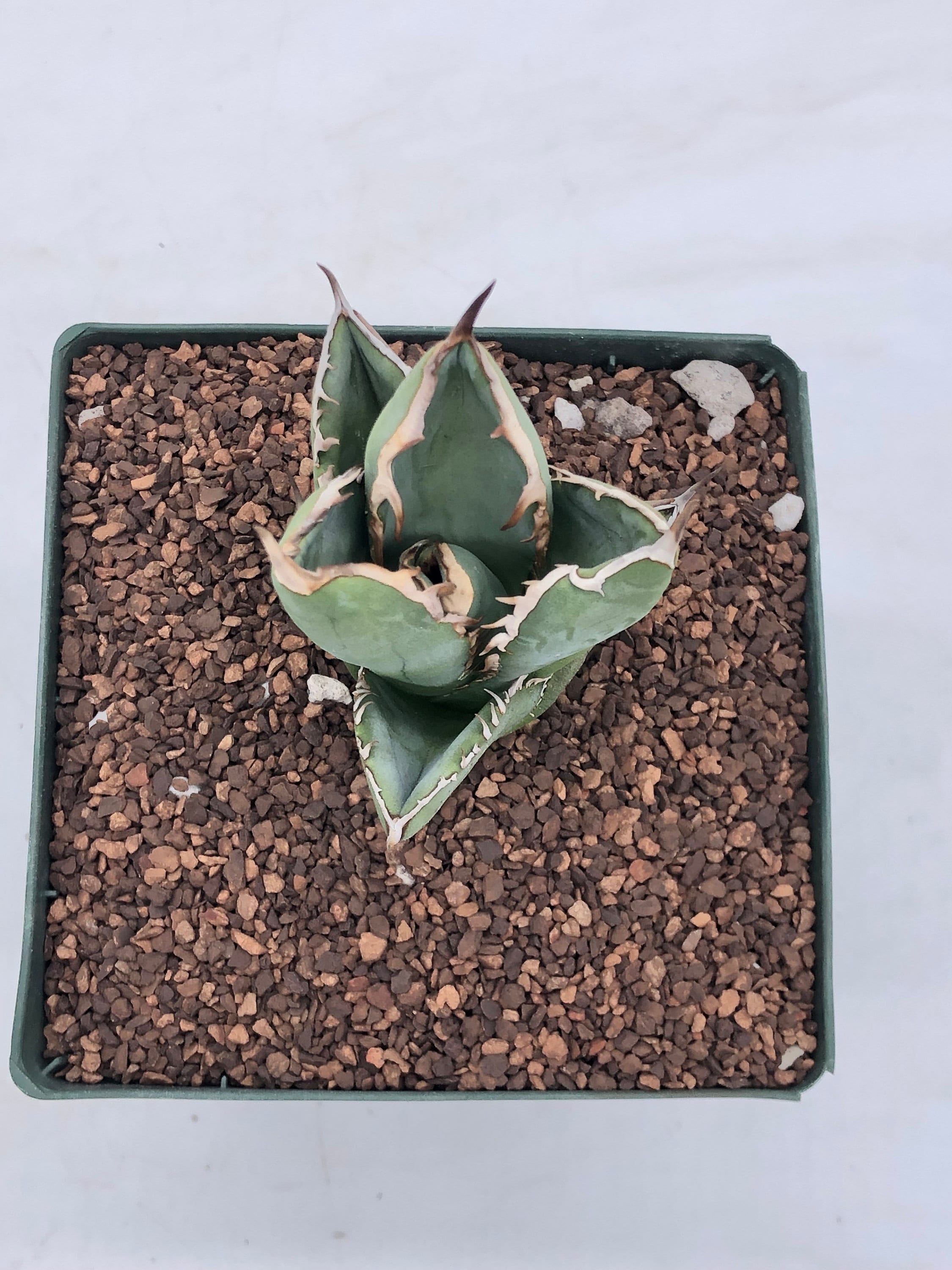 Agave oteroi – Radiant Cactus